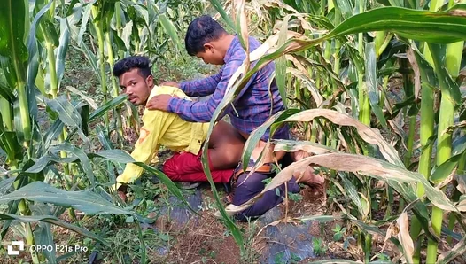 Sun-Drenched Desire: Two Hardworking Men Ignite Passion in Golden Fields – IndianGayHeat